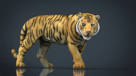 Tiger 3D Models for Download | TurboSquid