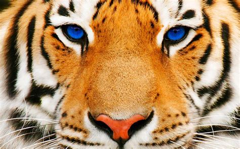 Blue Eyes Tiger HD desktop wallpaper : Widescreen : High Definition : Fullscreen