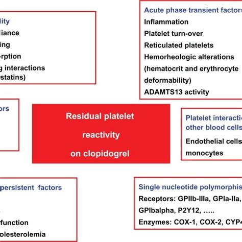 Mechanism of action of clopidogrel. Abbreviations: ABCB1, ATP-binding ...