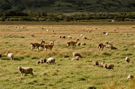 Save The Nature: Overgrazing