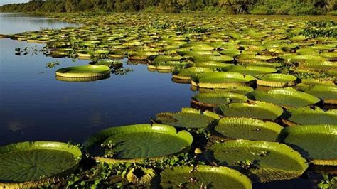 Sitios Ramsar en la Argentina: la importancia de los humedales | El Agrario