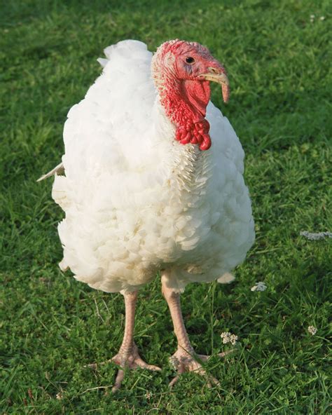 Free photo: White Turkey - Animal, Bird, Farm - Free Download - Jooinn