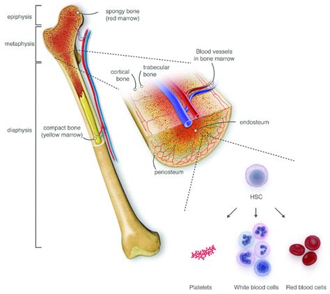 A hostel for the hostile: the bone marrow niche in hematologic neoplasms | Haematologica