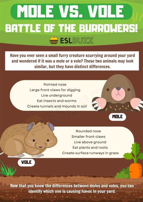 Mole vs. Vole: Distinguishing the Differences in Appearance, Behavior, and Habitat - ESLBUZZ