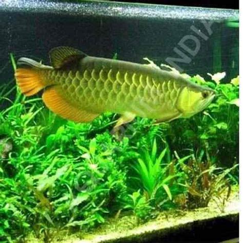 Arowana Aquarium at best price in Pune by Wet Pets | ID: 2305482855