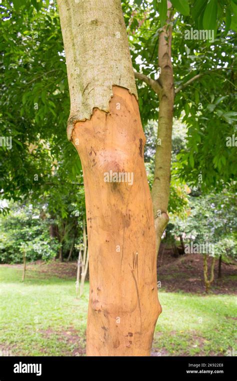 Cinnamon tree (Cinnamomum cassia, aka Chinese cassia or Chinese ...