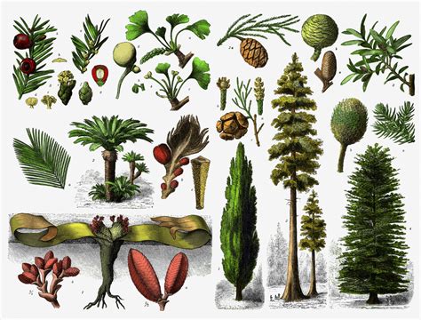 Gymnosperm - The Daily Garden