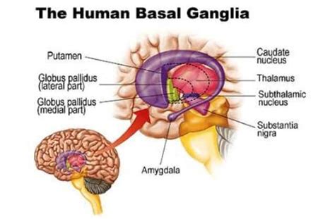 Basal Ganglia Stroke, Causes, Symptoms and Treatment | Caudate nucleus, Basal ganglia, Basal ...