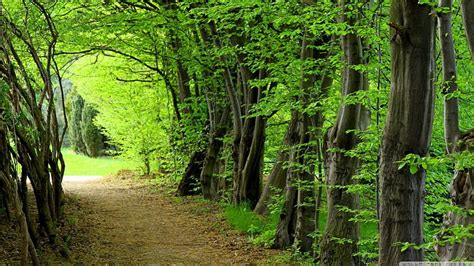 Forest path summer, forest, tree, green, summer, path, nature, road ...