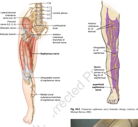 4 Saphenous nerve anatomy (Image by Springer) | Download Scientific Diagram