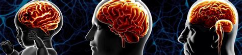 Healthy Brain Aging Initiative | UC Davis Center for Neuroscience