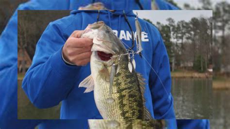 Properly use the right Alabama rig for hot cold-weather bass action