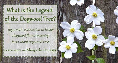 How To Draw A Flowering Dogwood Tree | Best Flower Site