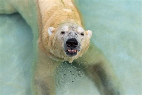 Inuka, first polar bear born in the tropics, may be put down - Environment - The Jakarta Post