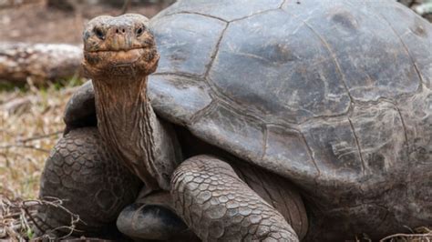 Can tortoises breathe underwater