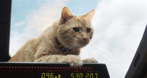 Captain Marvel: Go behind the scenes with Goose the cat