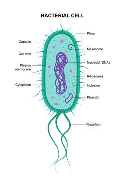 Simple Prokaryotic Cell Diagram