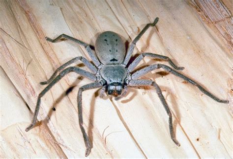 Huntsman Spiders - The Australian Museum