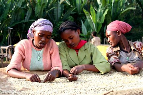 Free picture: women, coffee, farmers, Ethiopia, sort, coffee, beans, higher, quality, specialty