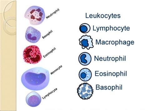 👍 Differential leukocyte count procedure. White Blood Cell Differential Count. 2019-02-16