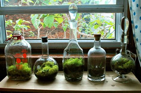 DIY Terrariums! | Terrarium diy, Terrarium, Bottle terrarium