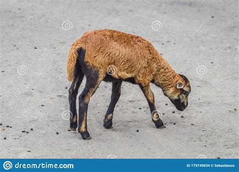 Close Up of a Brown Baby Goat Stock Photo - Image of countryside ...