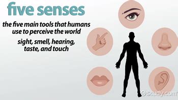 5 Senses Of The Body