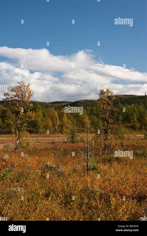 Sarek National Park Stock Photo - Alamy