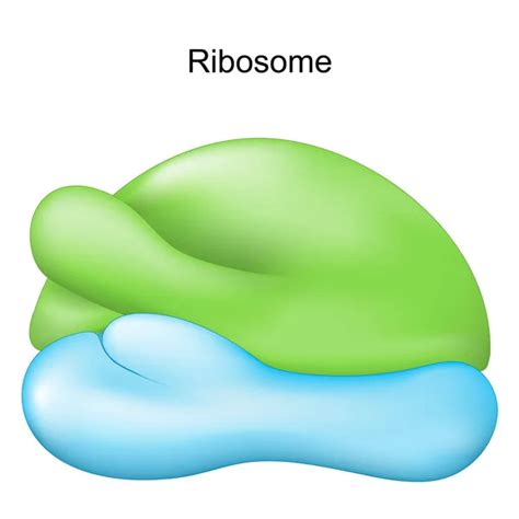 230 Ribosome Vector Images | Depositphotos