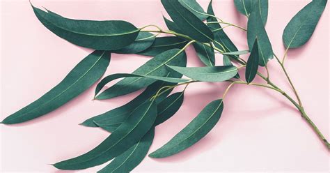 7 Impressive Benefits of Eucalyptus Leaves