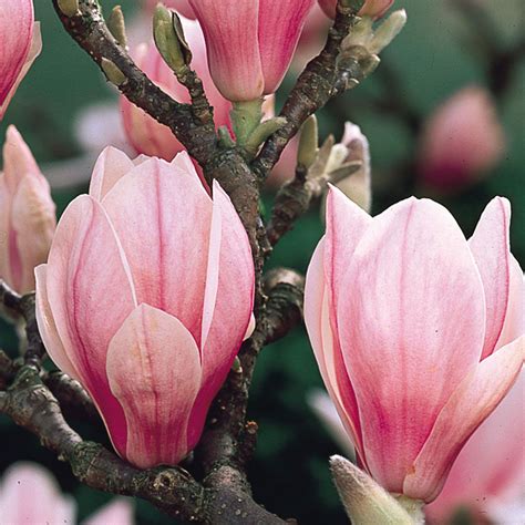 Buy Magnolia x Soulangeana | J Parker Dutch Bulbs | Magnolia soulangeana, Magnolia, Flower stands