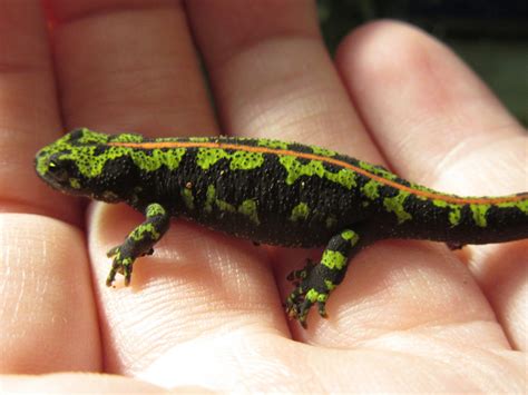 Momcicle Mania: Green Marbled Newt aka Triturus marmoratus