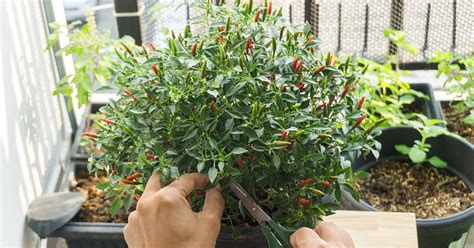 Thai Pepper Growing & Care Guide - The Garden Magazine