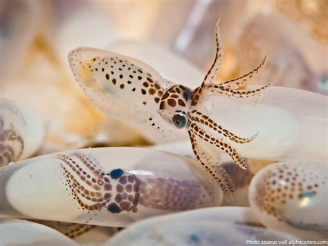 Interesting facts about squids | Just Fun Facts