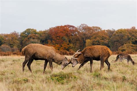 Fighting Bucks on Grassland · Free Stock Photo