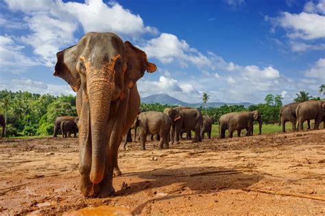 Nature's Great Events - Elephants Gathering in Minneriya - Natural ...