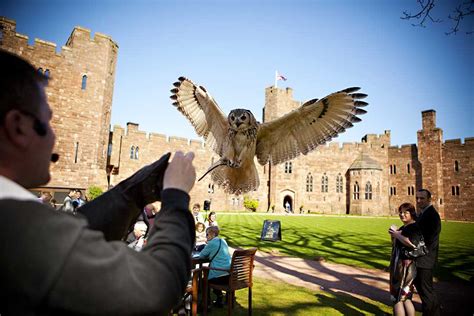 Falconry at Peckforton Castle | Birds of Prey Experience Days Cheshire