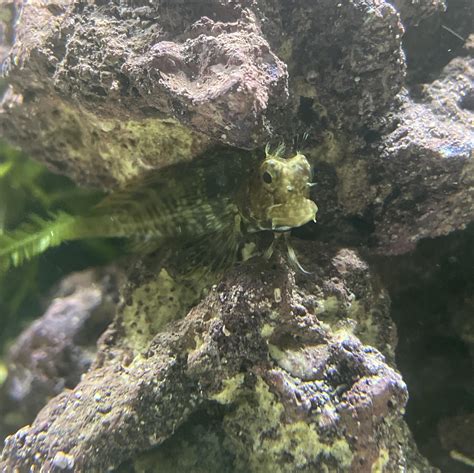 I ️ Blenny : r/saltwateraquariums