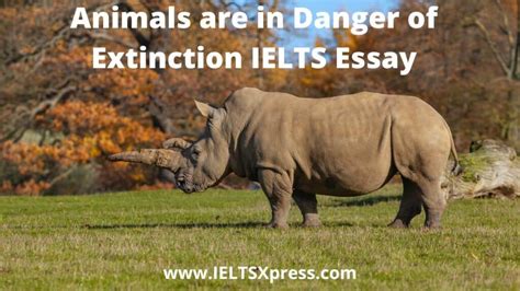 Animals are in Danger of Extinction IELTS Essay