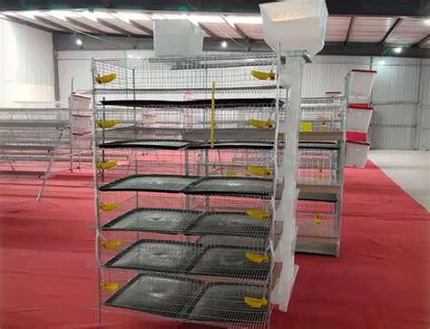 Quail Cages For Sale | Commercial Quail Cages | FAMtech