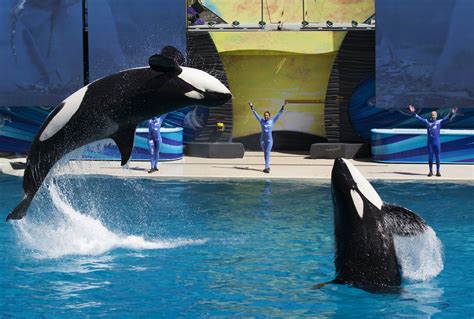 Animal Rights Groups 'Skeptical' of SeaWorld's Plan to End Killer Whale ...