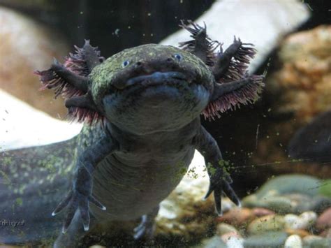 Axolotl. Smiling pets :) (44 pics)