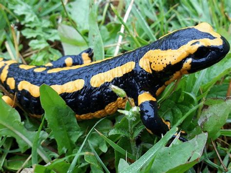 Fire Salamander Facts - CRITTERFACTS