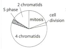 A cell with four chromosomes undergoes a cell cycle including mitosis Which diagram correctly ...