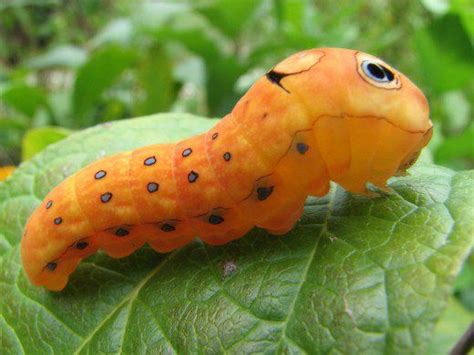 Caterpillar Identification Guide: Find Your Caterpillar With Photos and Descriptions ...