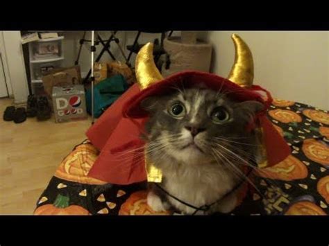 Cats try on Halloween costumes | Cats | Know Your Meme