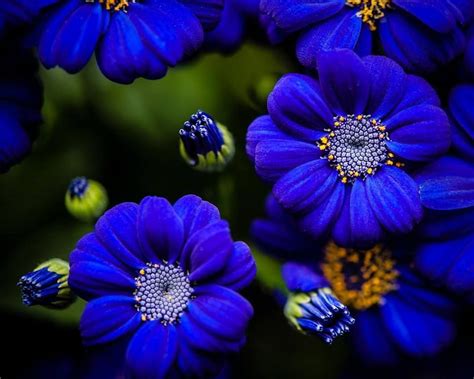 Álbum 200+ flores azules tipos - Abzlocal.mx