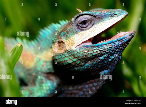 Blue crested lizard hi-res stock photography and images - Alamy