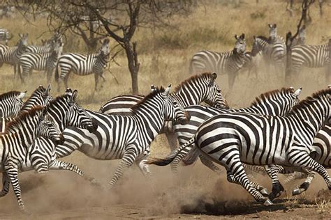 1,700+ Zebra Running Stock Photos, Pictures & Royalty-Free Images - iStock