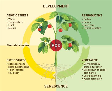 Frontiers | Plant Vacuolar Processing Enzymes